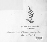 Image Associated With the Occurence